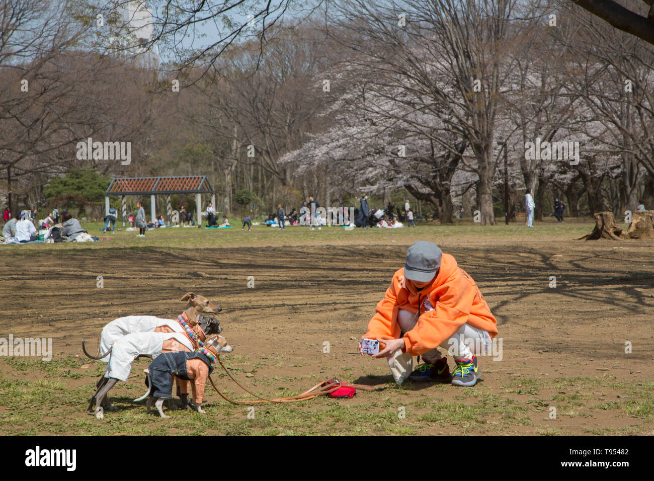 I CANI IN GIARDINO YOYOGI, TOKYO Foto Stock