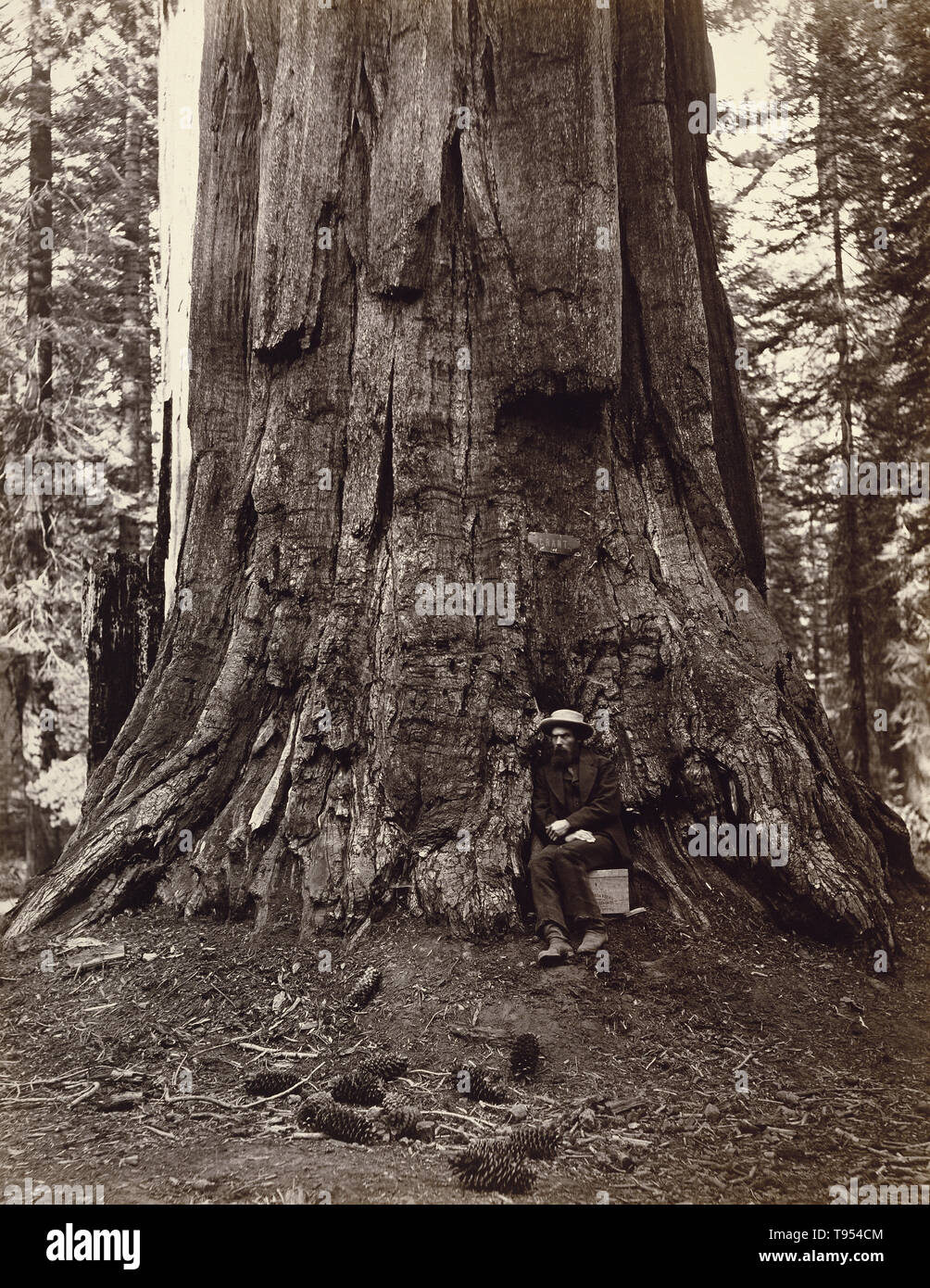 Ulisse S. Grant, 71 metri di circonferenza, Mariposa Grove, Yosemite, n. 87; attribuita a Carleton Watkins (American, 1829 - 1916), o attribuito a C.L. Weed (American, 1824 - 1903), o attribuito a J. Eadweard Muybridge (American, nato in Inghilterra, 1830 - 1904), Thomas Houseworth & Company; Mariposa, California, Stati Uniti; negativa circa 1864 - 1865; stampa circa 1872. Albume silver stampa. Foto Stock