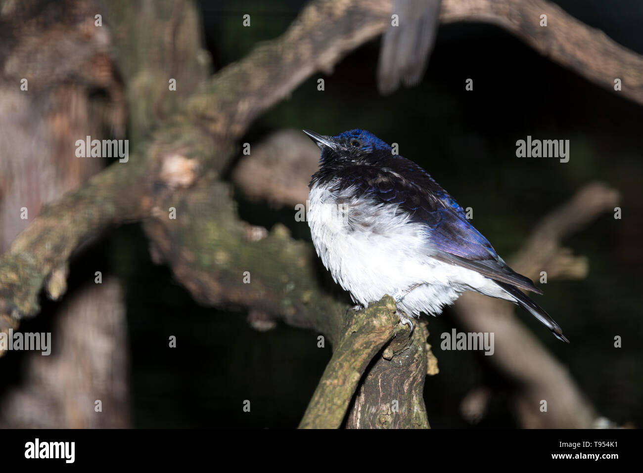 Ametista Starling (Cinnyricinclus leucogaster) Foto Stock