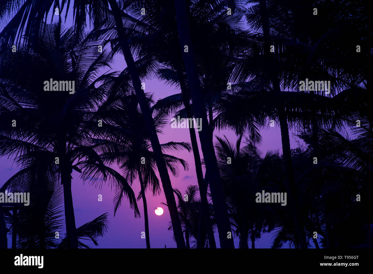 Silhouette di palme di fronte un tramonto sull'oceano. Foto Stock