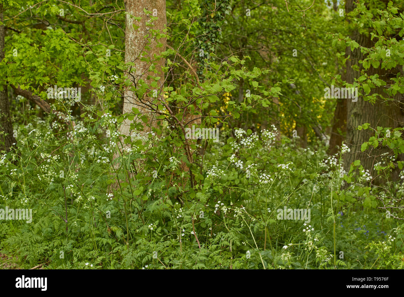 Mucca il prezzemolo e il tronco di albero da vicino la natura fotografia in tarda primavera, Kent, England, Regno Unito, Europa Foto Stock