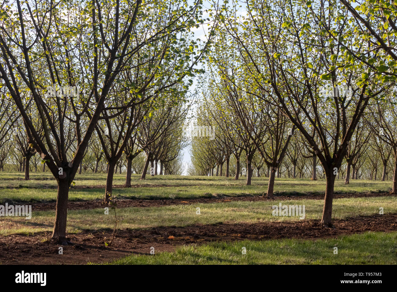 Frutteto filbert (nocciola) in primavera vicino a Salem, Oregon, Stati Uniti Foto Stock