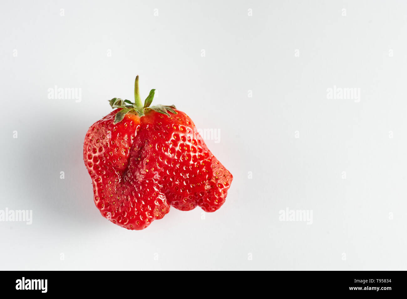 Brutto fragola isolato a sfondo bianco. Strano fragola assomiglia a testa di elefante. Spazio di copia Foto Stock