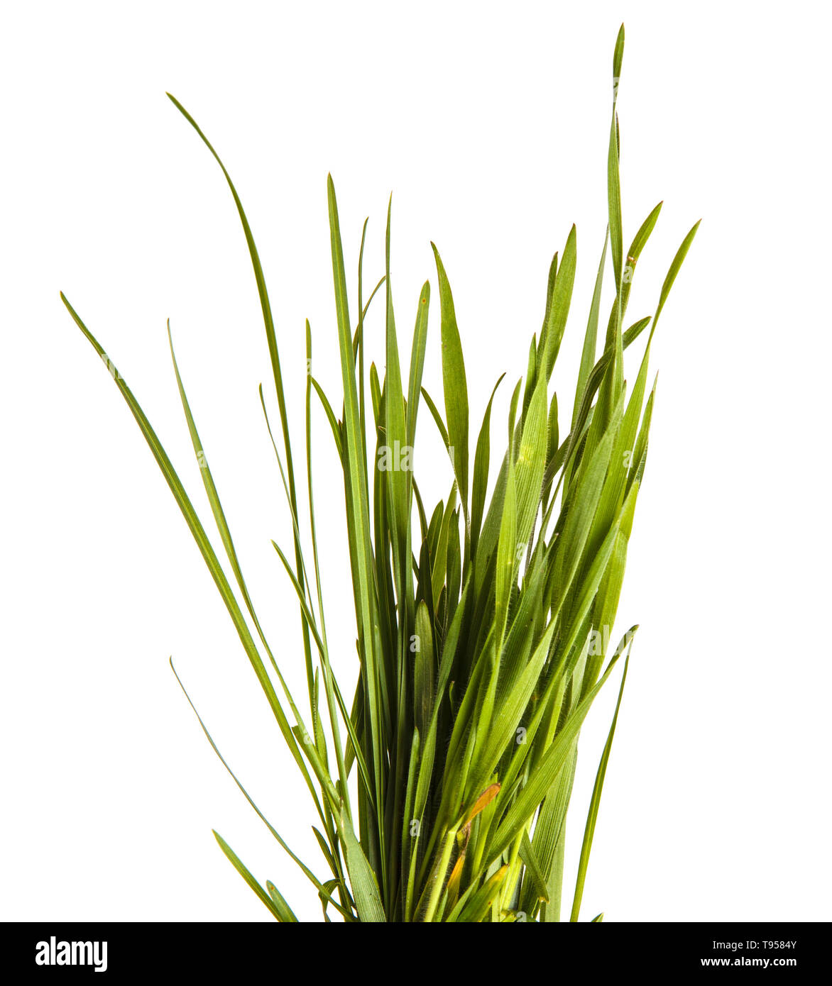 Un mazzetto di erba verde. Isolato su bianco Foto Stock