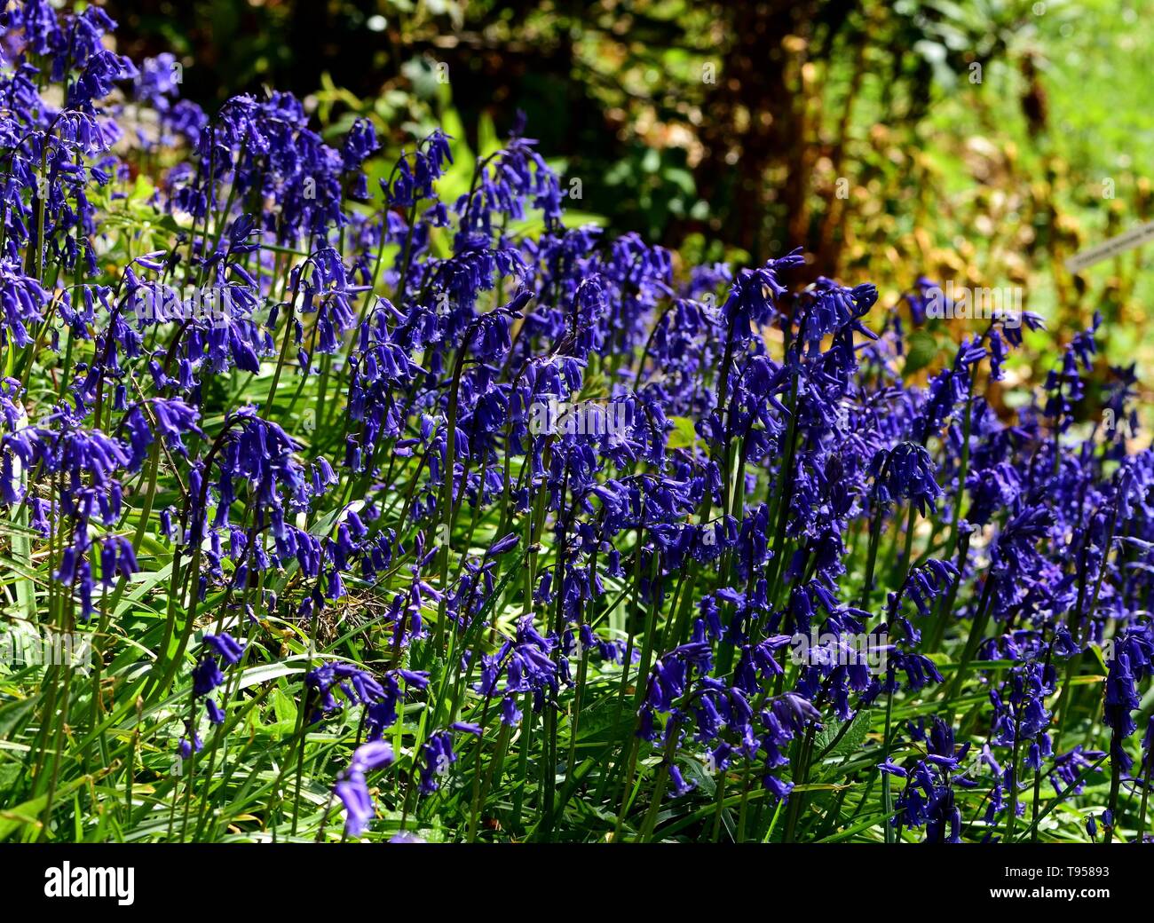 Un cluster di Bluebells accesa su un pendio. Foto Stock
