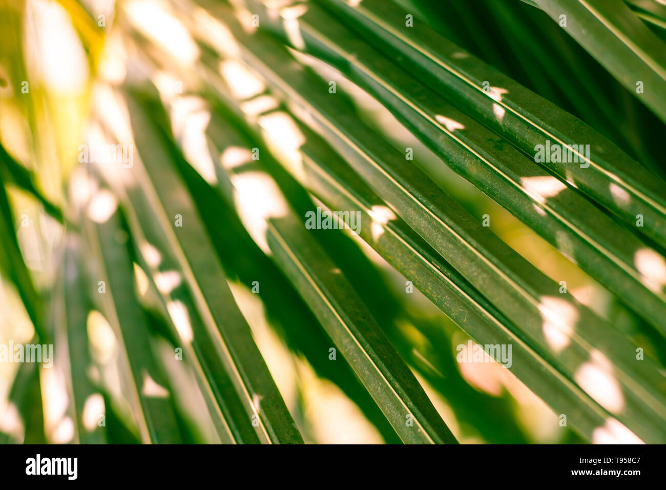 Primo piano di foglie di palma in una posizione tropicale Foto Stock