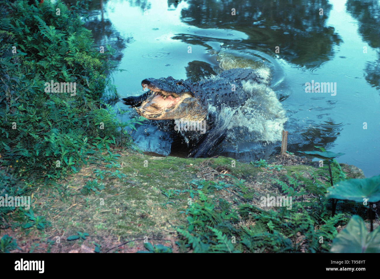 Stati Uniti d'America. Florida. La fauna selvatica. Rettile. Il coccodrillo americano attaccando. (Alligator mississippiensis). Foto Stock