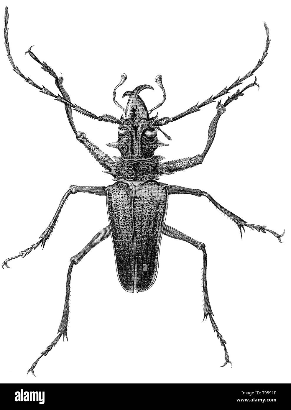 1857 incisione di una forbice a ganasce beetle (Psalidognathus friendi). Incisi da Joseph Wilson Lowry (1803-1879). Foto Stock