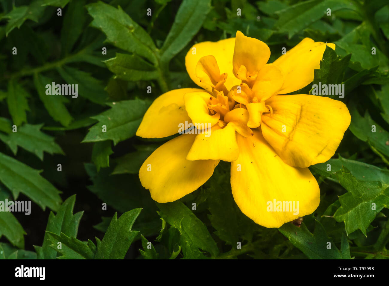 Close up della molla fiori da giardino mostrando grande i dettagli delle parti di fiore Foto Stock