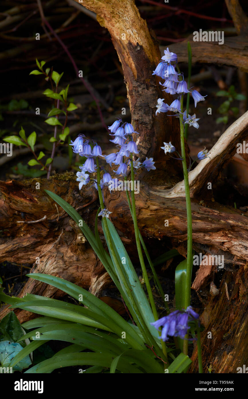 Bluebells e ramoscello in un inglese di molla, Stratford, England, Regno Unito, Europa Foto Stock