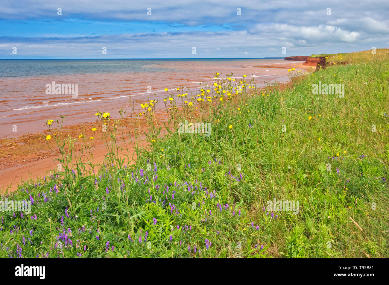 Pietra arenaria rossa spiaggia con la bassa marea. Lo stretto di Northumberland. Stagno di Skinners Prince Edward Island in Canada Foto Stock
