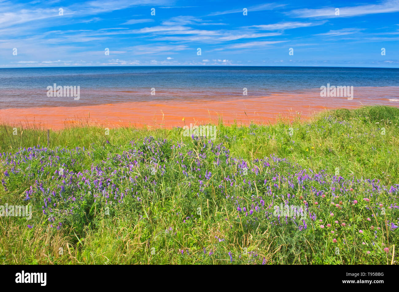Pietra arenaria rossa spiaggia lungo il Northumberland Strait Waterford Prince Edward Island in Canada Foto Stock