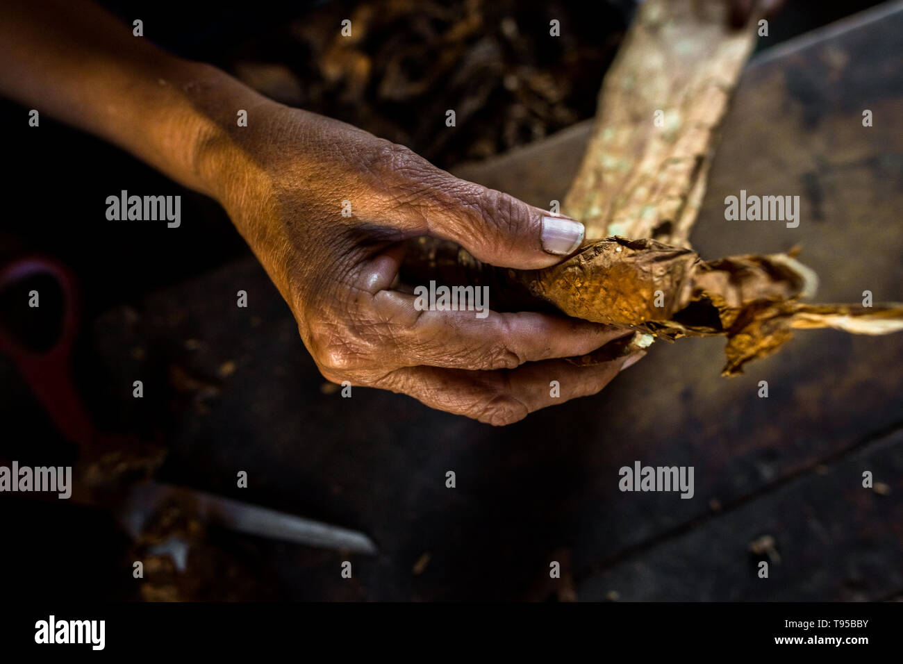 Una mano di Laura Peña, un 67-anno-vecchia donna di El Salvador, è visibile durante il rotolamento delle foglie di tabacco per fare sigari fatti a mano in Suchitoto, El Salvador. Foto Stock