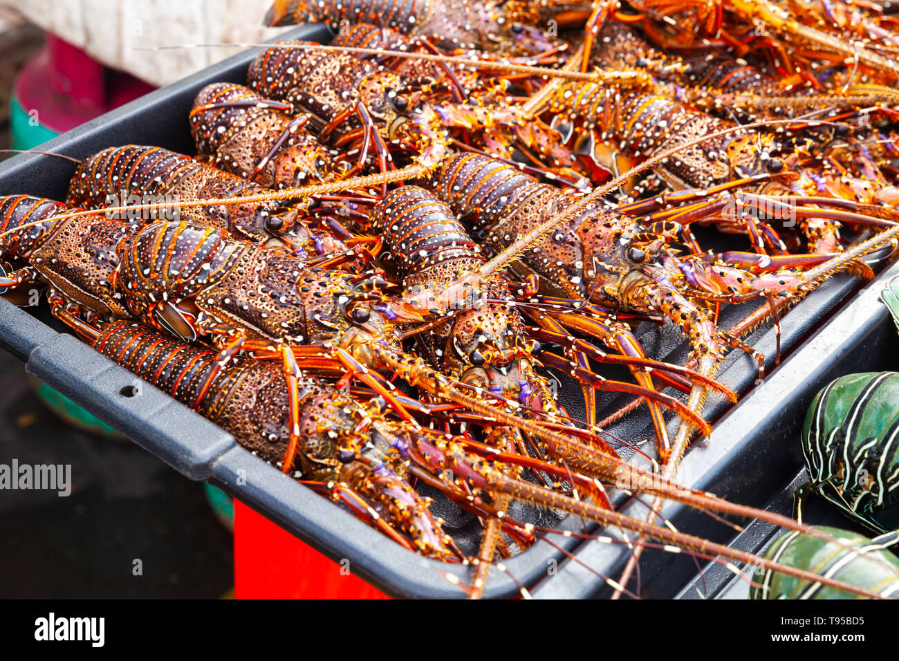 La cattura delle aragoste rosso giaceva sul contatore di il principale mercato del pesce di Kota Kinabalu, Malaysia Foto Stock