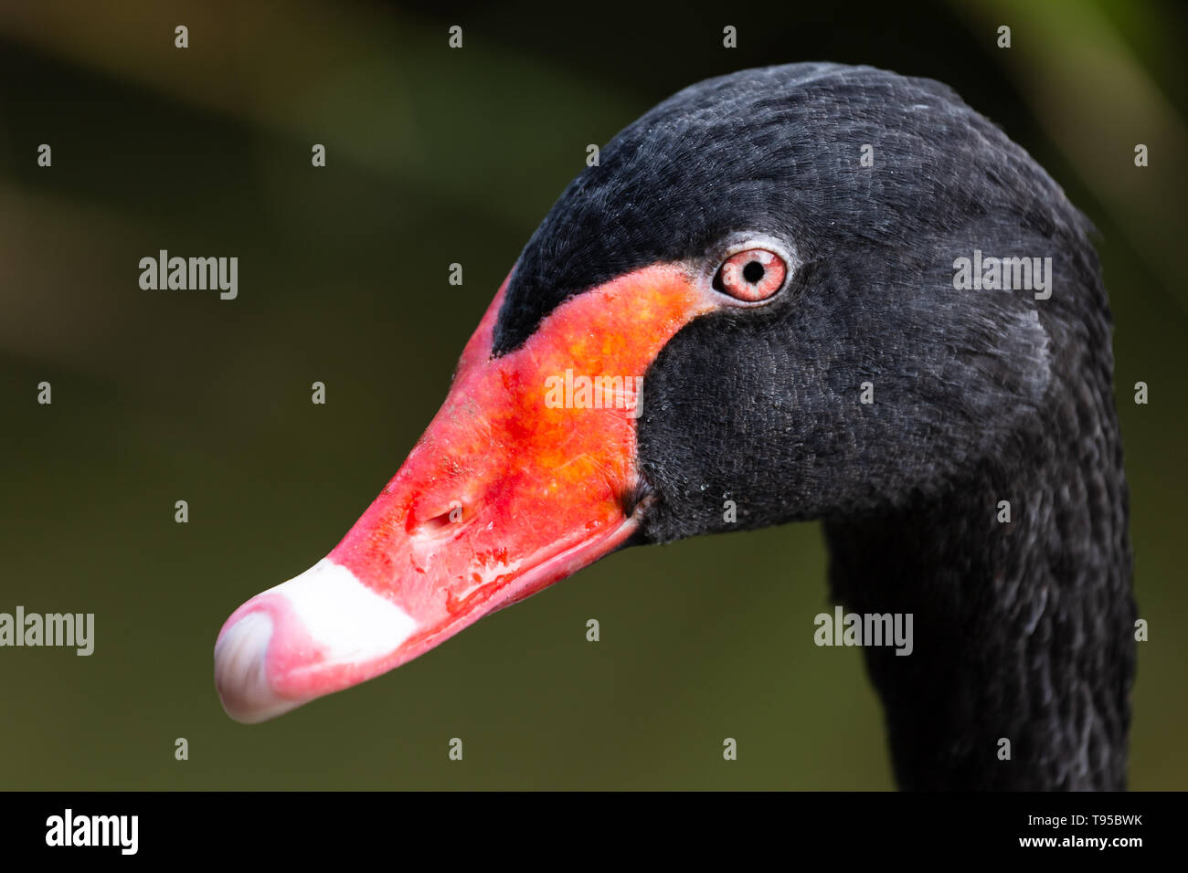 Close-up di Black Swan testa Foto Stock