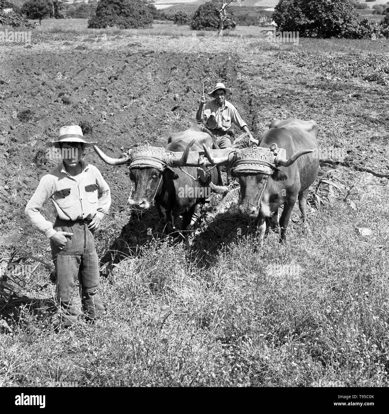 Gli agricoltori spagnoli agricoltura l'aratura con buoi Andalusia Spagna degli anni cinquanta Foto Stock