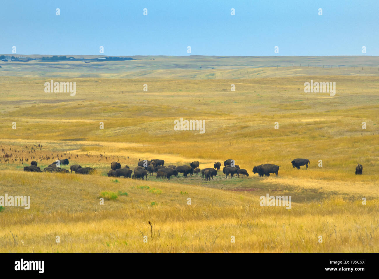 Le pianure bisonti (Bison bison) nelle praterie verdeggianti praterie Parco Nazionale di Saskatchewan in Canada Foto Stock