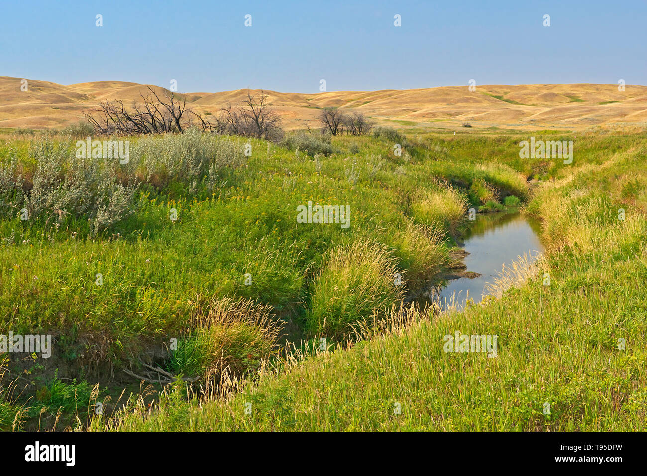 Il fiume e le colline ondulate e coulees di mixed-erba nativo praterie prateria Parco Nazionale di Saskatchewan in Canada Foto Stock