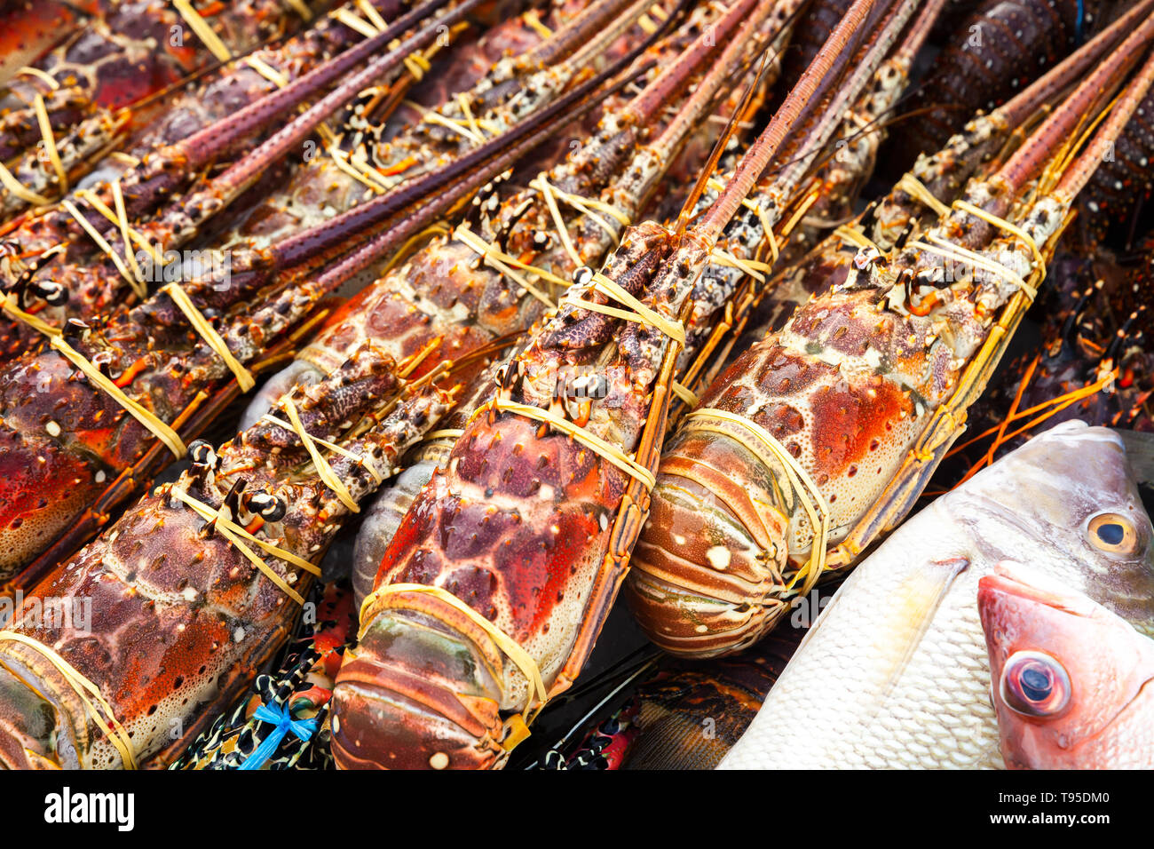 La cattura delle aragoste rossa close-up foto. Il principale mercato del pesce di Kota Kinabalu, Malaysia Foto Stock