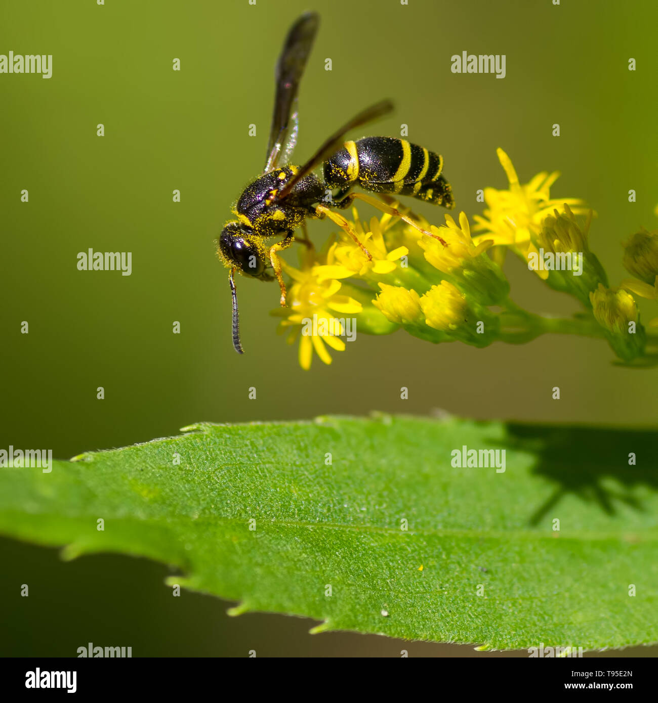 Macro Closeup di potter wasp (credo) alimentazione / impollinatori su un millefiori di colore giallo al di sopra di una foglia verde - in Governatore Knowles la foresta di stato in Norther Foto Stock