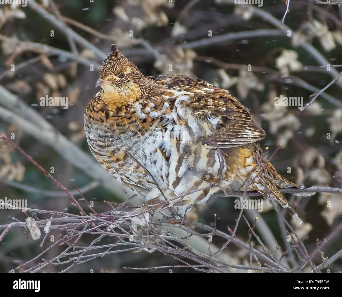 Ruffed grouse appollaiato in un albero - adottata su una cortina di nubi di nevicare giornata invernale in Aitkin County, Minnesota Foto Stock