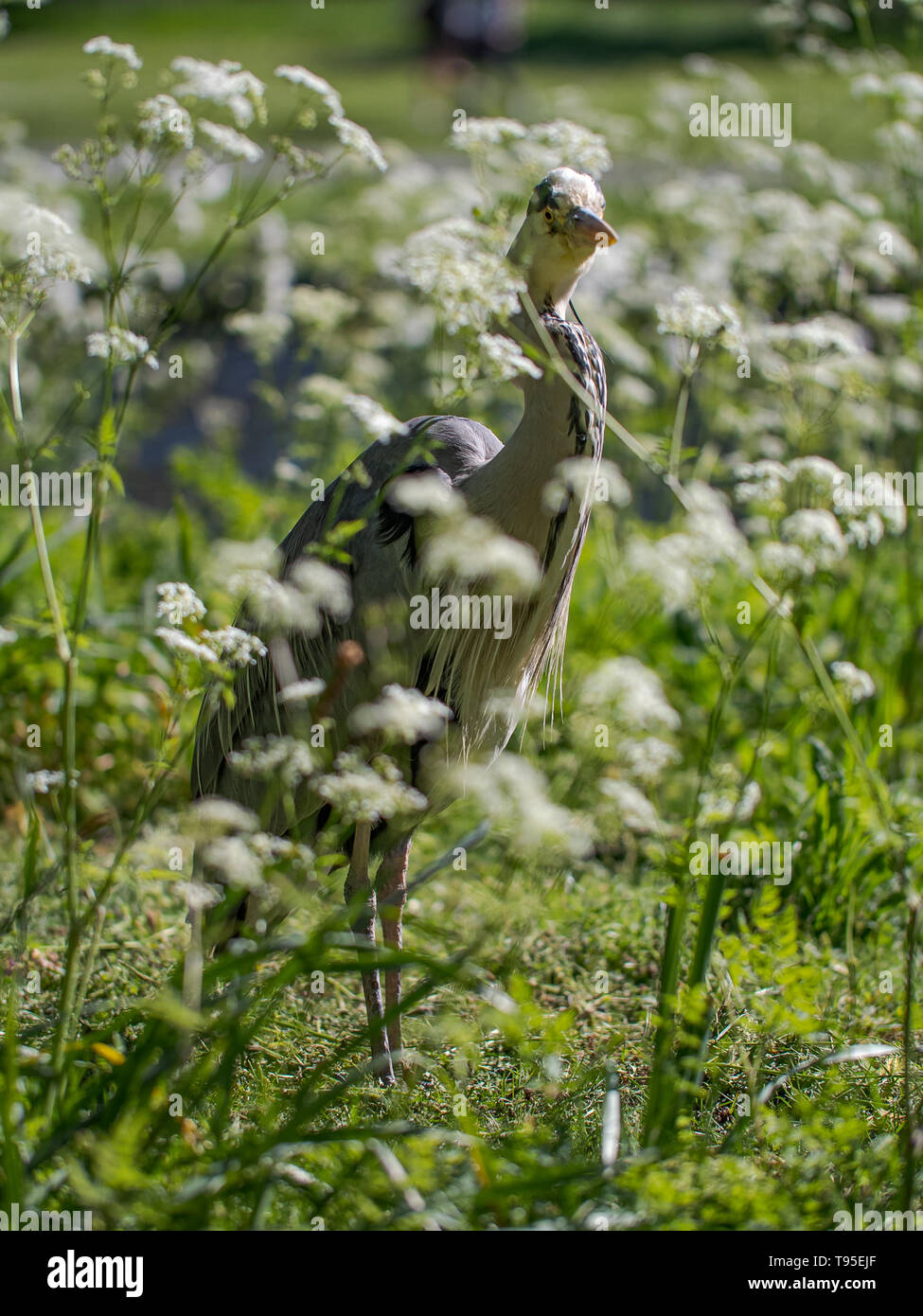 Un Airone cinerino (Ardea cinerea) attende dal lato di una via d'acqua su un giorno d'estate in London Regents Park, Regno Unito. Foto Stock