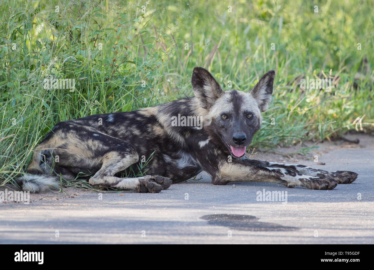 Cani selvatici nel grande Parco Nazionale Kruger, Sud Africa Foto Stock