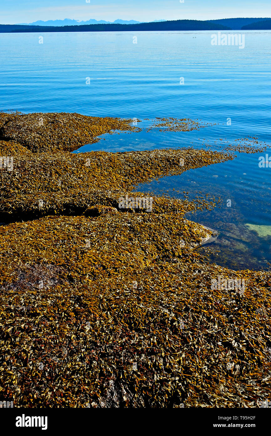 Una spiaggia rocciosa linea su un luminoso giorno sull'Isola di Vancouver British Columbia Canada Foto Stock
