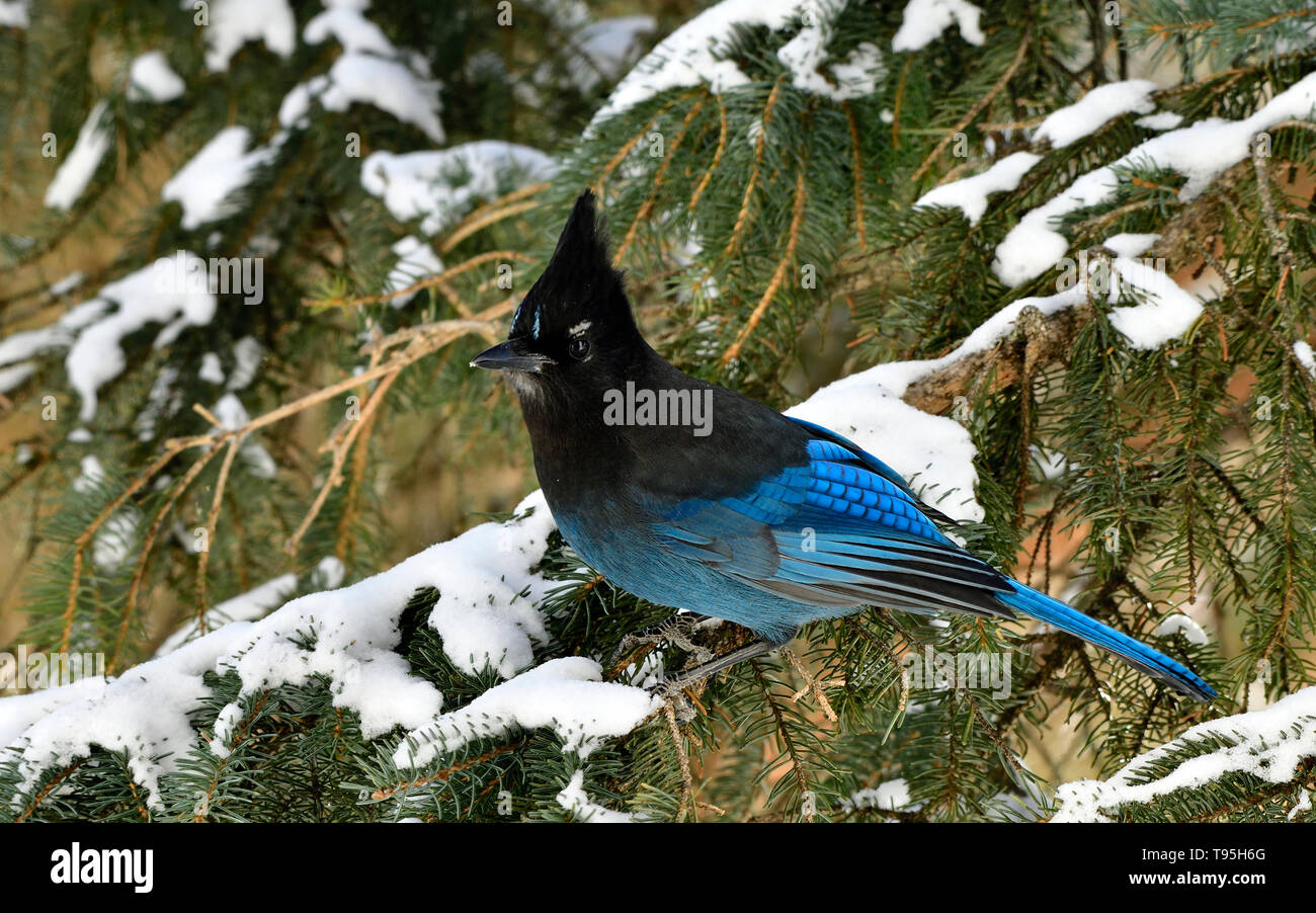 Un'immagine orizzontale di un Stellers Jay (Cyanocitta stelleri), appollaiato su un abete verde ramo di albero in rural Alberta Canada Foto Stock