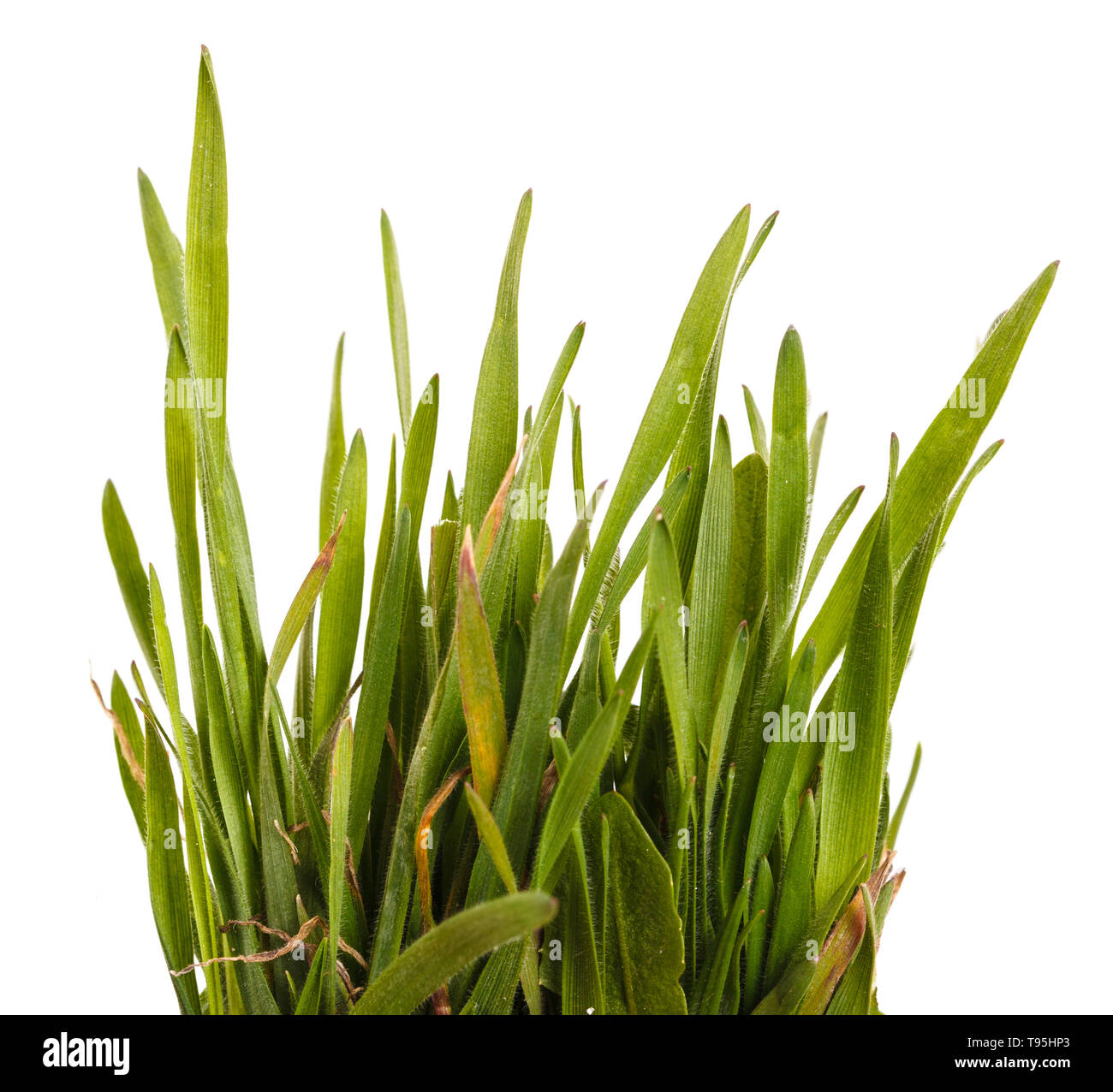 Il verde prato isolato su bianco Foto Stock