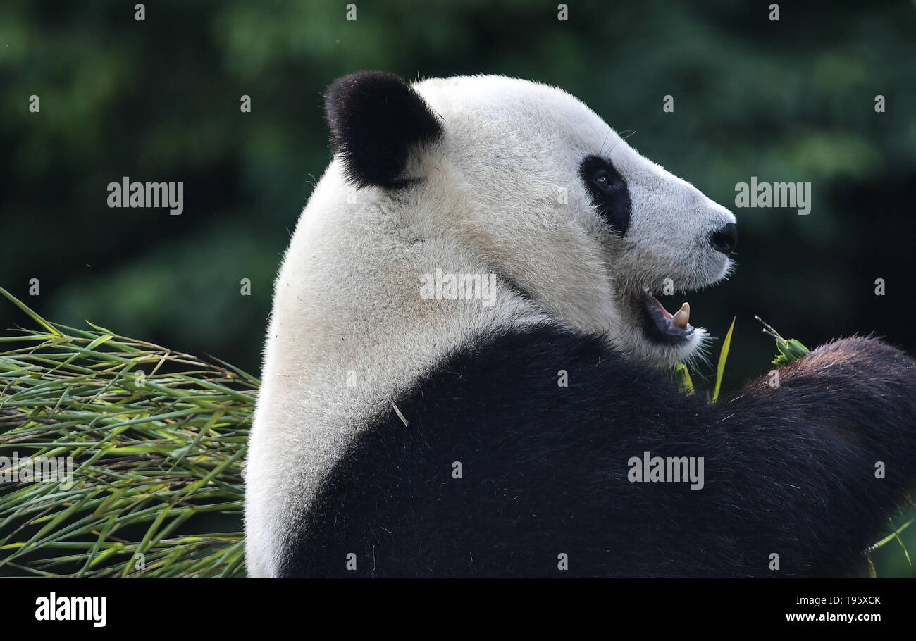 Chengdu. 16 Maggio, 2019. Foto scattata il 16 Maggio 2019 mostra panda gigante Xiao Liwu al Qingchengshan Base della Cina conservazione e centro di ricerca per panda giganti in Dujiangyan, a sud-ovest della Cina di provincia di Sichuan. Due panda giganti hanno restituito alla Cina dopo un soggiorno negli Stati Uniti per gli anni. Ventisette anni di femmina panda gigante Bai Yun e suo figlio, sei-anno-vecchio Xiao Liwu, arrivati nella provincia di Sichuan il giovedì, dopo lo Zoo di San Diego la conservazione del contratto di prestito con la Cina si è conclusa. Credito: Xue Yubin/Xinhua/Alamy Live News Foto Stock