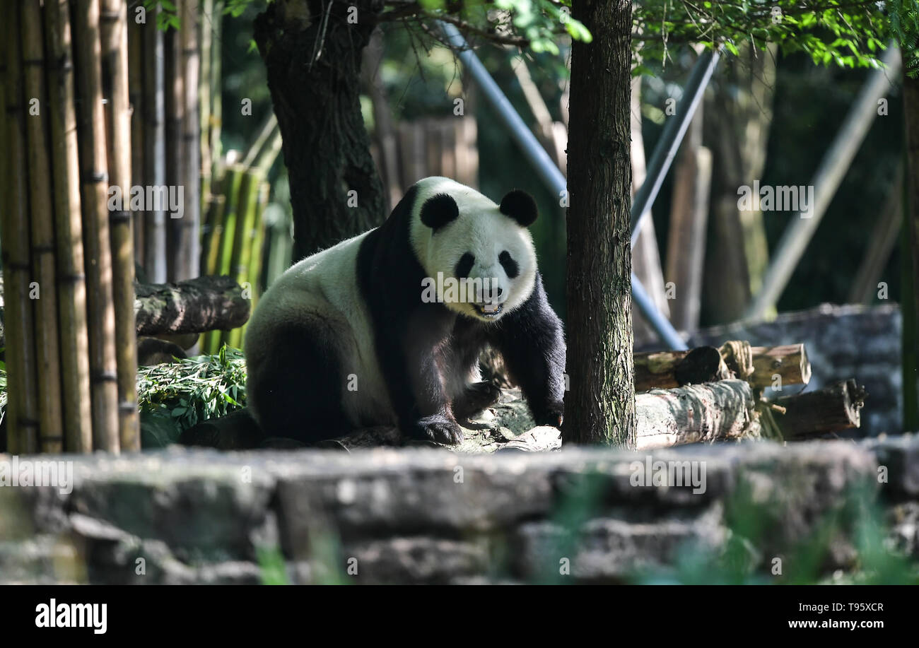 Chengdu. 16 Maggio, 2019. Foto scattata il 16 Maggio 2019 mostra panda gigante Bai Yun al Qingchengshan Base della Cina conservazione e centro di ricerca per panda giganti in Dujiangyan, a sud-ovest della Cina di provincia di Sichuan. Due panda giganti hanno restituito alla Cina dopo un soggiorno negli Stati Uniti per gli anni. Ventisette anni di femmina panda gigante Bai Yun e suo figlio, sei-anno-vecchio Xiao Liwu, arrivati nella provincia di Sichuan il giovedì, dopo lo Zoo di San Diego la conservazione del contratto di prestito con la Cina si è conclusa. Credito: Xue Yubin/Xinhua/Alamy Live News Foto Stock