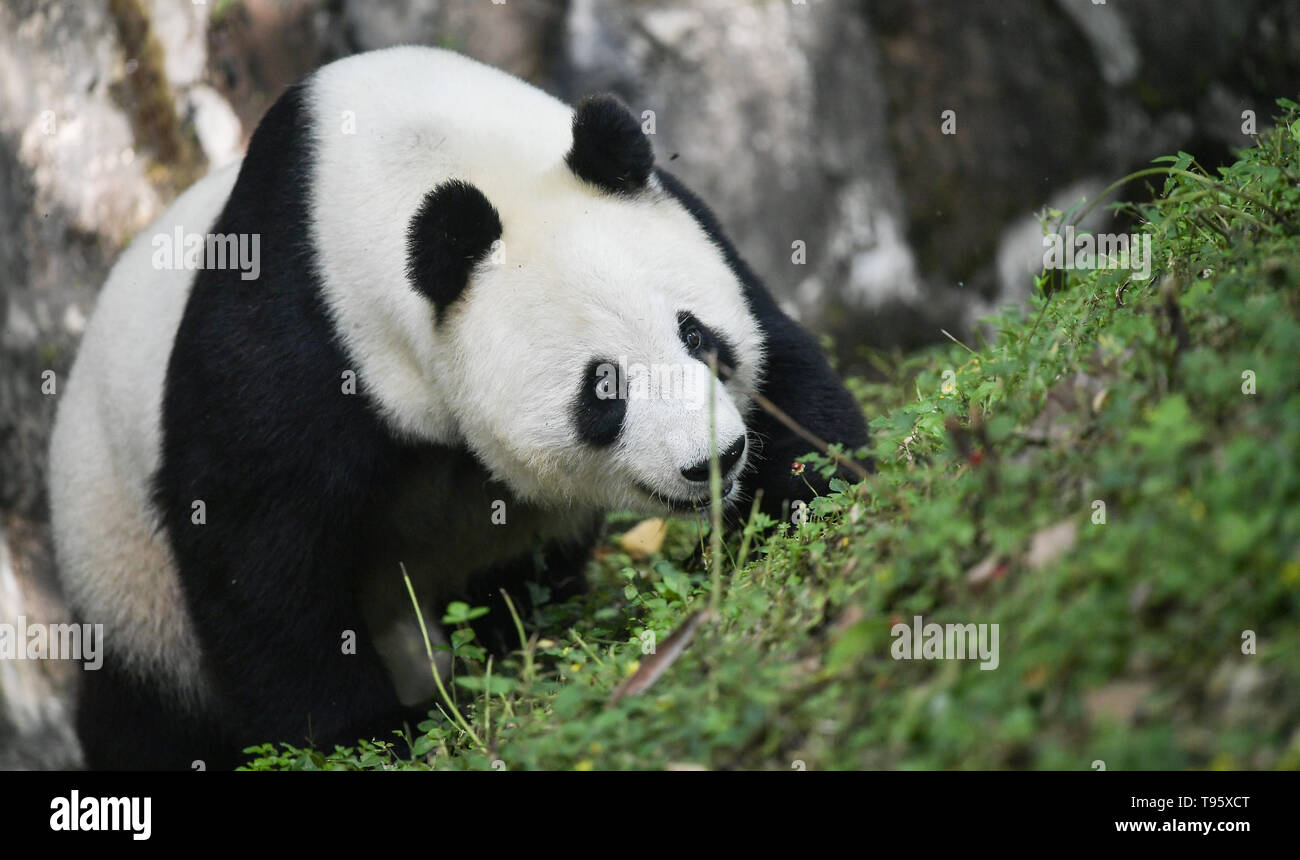 Chengdu. 16 Maggio, 2019. Foto scattata il 16 Maggio 2019 mostra panda gigante Bai Yun al Qingchengshan Base della Cina conservazione e centro di ricerca per panda giganti in Dujiangyan, a sud-ovest della Cina di provincia di Sichuan. Due panda giganti hanno restituito alla Cina dopo un soggiorno negli Stati Uniti per gli anni. Ventisette anni di femmina panda gigante Bai Yun e suo figlio, sei-anno-vecchio Xiao Liwu, arrivati nella provincia di Sichuan il giovedì, dopo lo Zoo di San Diego la conservazione del contratto di prestito con la Cina si è conclusa. Credito: Xue Yubin/Xinhua/Alamy Live News Foto Stock