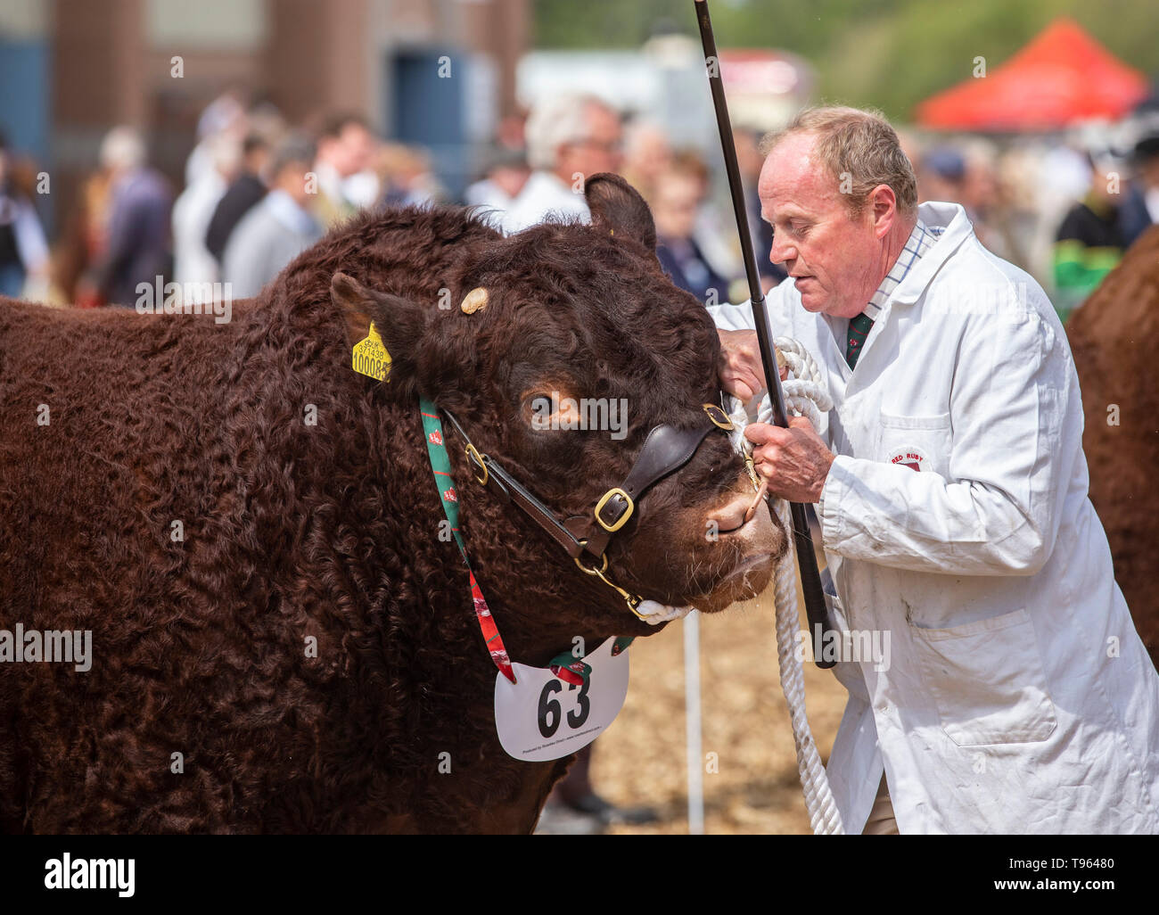 Pastore con allevamento di bestiame la guida la memory stick e rosso rubino Devon bull a la contea del Devon visualizza, 2019 Foto Stock