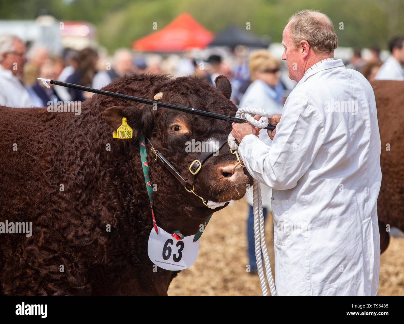 Pastore con allevamento di bestiame la guida la memory stick e rosso rubino Devon bull a la contea del Devon visualizza, 2019 Foto Stock