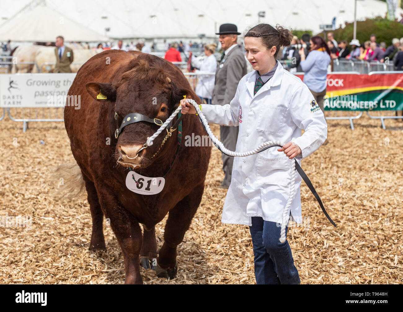 Herdswoman con la bestia vincente - rosso rubino Devon bull a la contea del Devon visualizza, 2019 Foto Stock