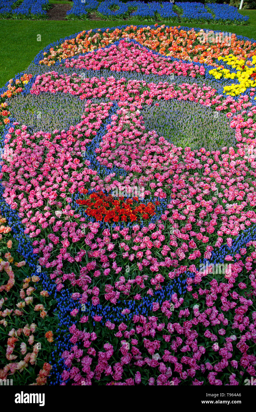 Giardini Keukenhof, Olanda, con bella faccia colorato forma letto di fiori, fiori e fiorisce in primavera. Europa Foto Stock