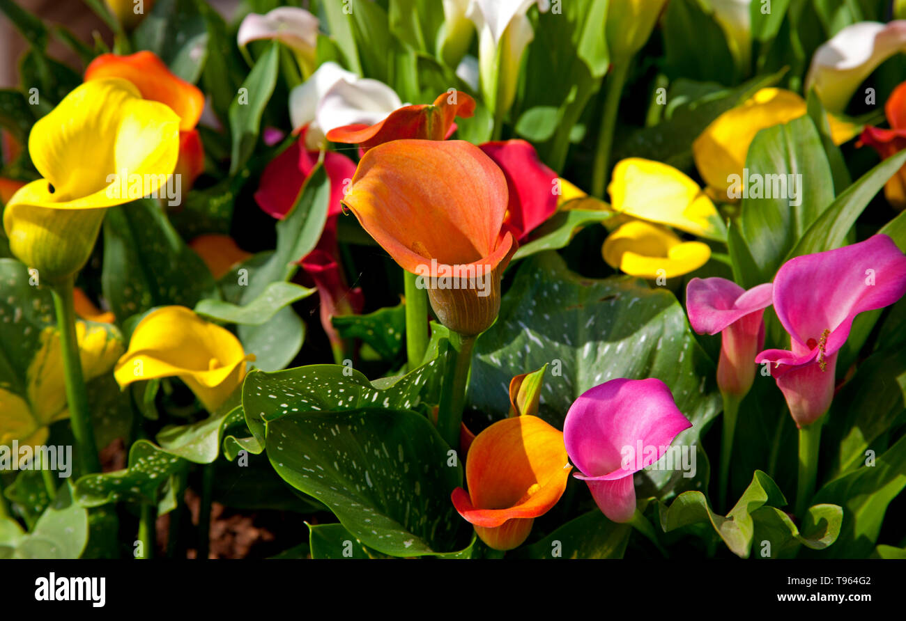 Giardini Keukenhof, Olanda, Canna Lillies, con splendidi fiori colorati e fiorisce in primavera. Europa Foto Stock