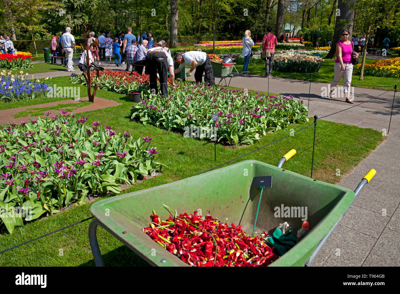 Giardini Keukenhof, giardinieri rimozione tulip capi, Olanda, in primavera. Europa Foto Stock