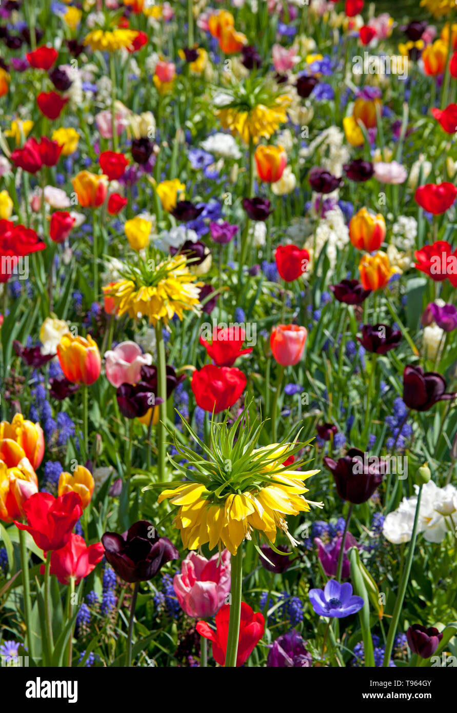 Giardini Keukenhof, Olanda, con splendidi fiori colorati e fiorisce in primavera. Europa Foto Stock