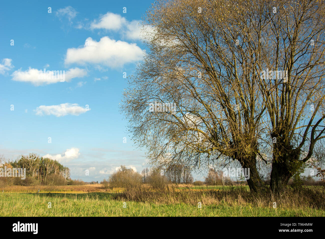 Enorme Willow Tree con foglie secche che cresce su un prato e nuvole bianche sul cielo blu Foto Stock