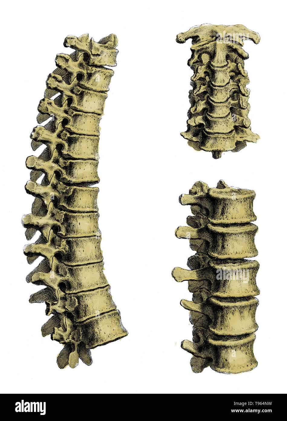 La piastra 10. William Cheselden (Ottobre 19, 1688 - 10 Aprile 1752) era un chirurgo inglese e insegnante di anatomia e chirurgia. Ha compiuto gli studi di anatomia a Londra sotto William Cowper, e cominciò a impartire lezioni di anatomia in 1710. Foto Stock