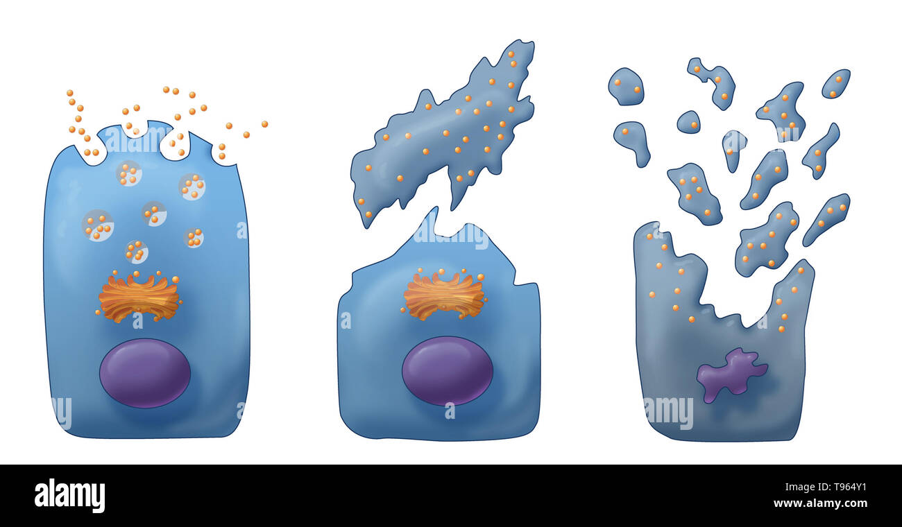 Illustrazione che mostra i tre tipi di secrezione esocrina (da sinistra a destra): Merocine, Apocrine e Holocrine. In Merocine la secrezione, la cella rimane intatta; nella secrezione apocrina, il pizzicato dalla porzione della cella è la secrezione; e in Holocrine, la cellula matura muore e diventa il prodotto di secrezione. Foto Stock