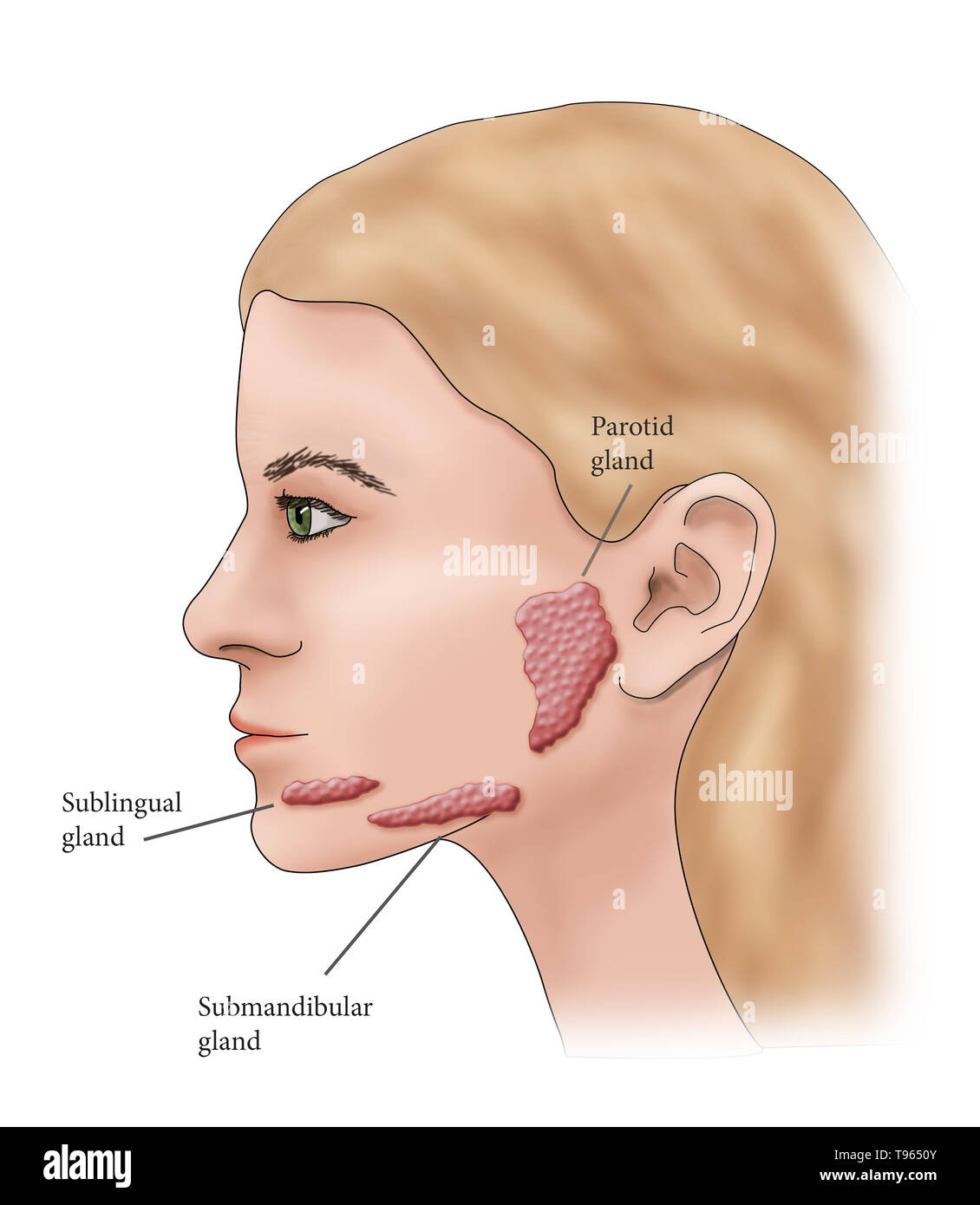 Illustrazione che mostra la posizione delle ghiandole salivari in un profilo femmina. Foto Stock