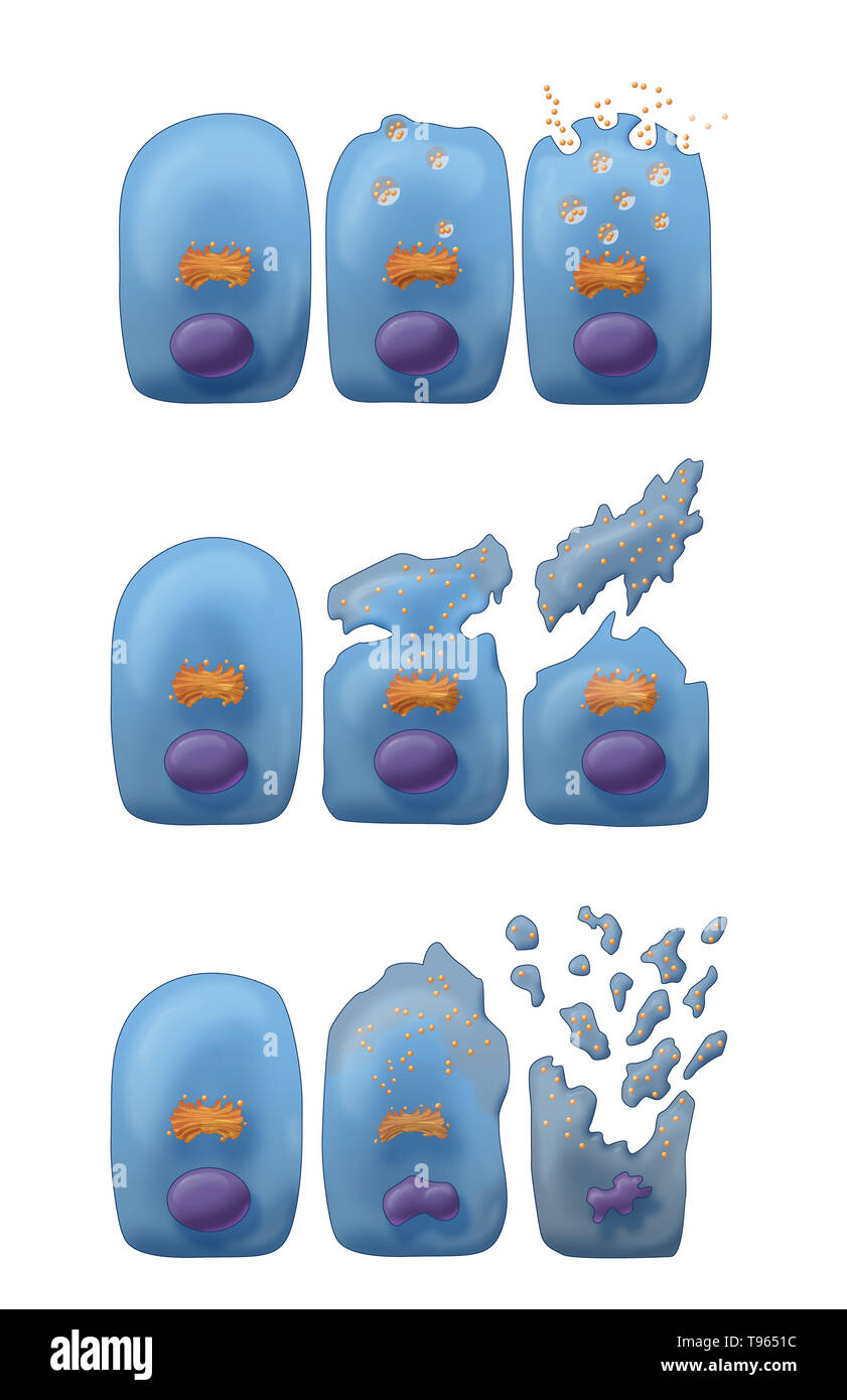 Illustrazione che mostra i tre tipi di secrezione esocrina (dall'alto in basso): Merocine, Apocrine e Holocrine. In Merocine la secrezione, la cella rimane intatta; nella secrezione apocrina, il pizzicato dalla porzione della cella è la secrezione; e in Holocrine, la cellula matura muore e diventa il prodotto di secrezione. Foto Stock