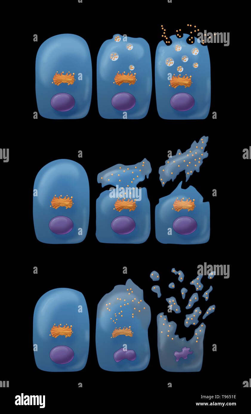 Illustrazione che mostra i tre tipi di secrezione esocrina (dall'alto in basso): Merocine, Apocrine e Holocrine. In Merocine la secrezione, la cella rimane intatta; nella secrezione apocrina, il pizzicato dalla porzione della cella è la secrezione; e in Holocrine, la cellula matura muore e diventa il prodotto di secrezione. Foto Stock