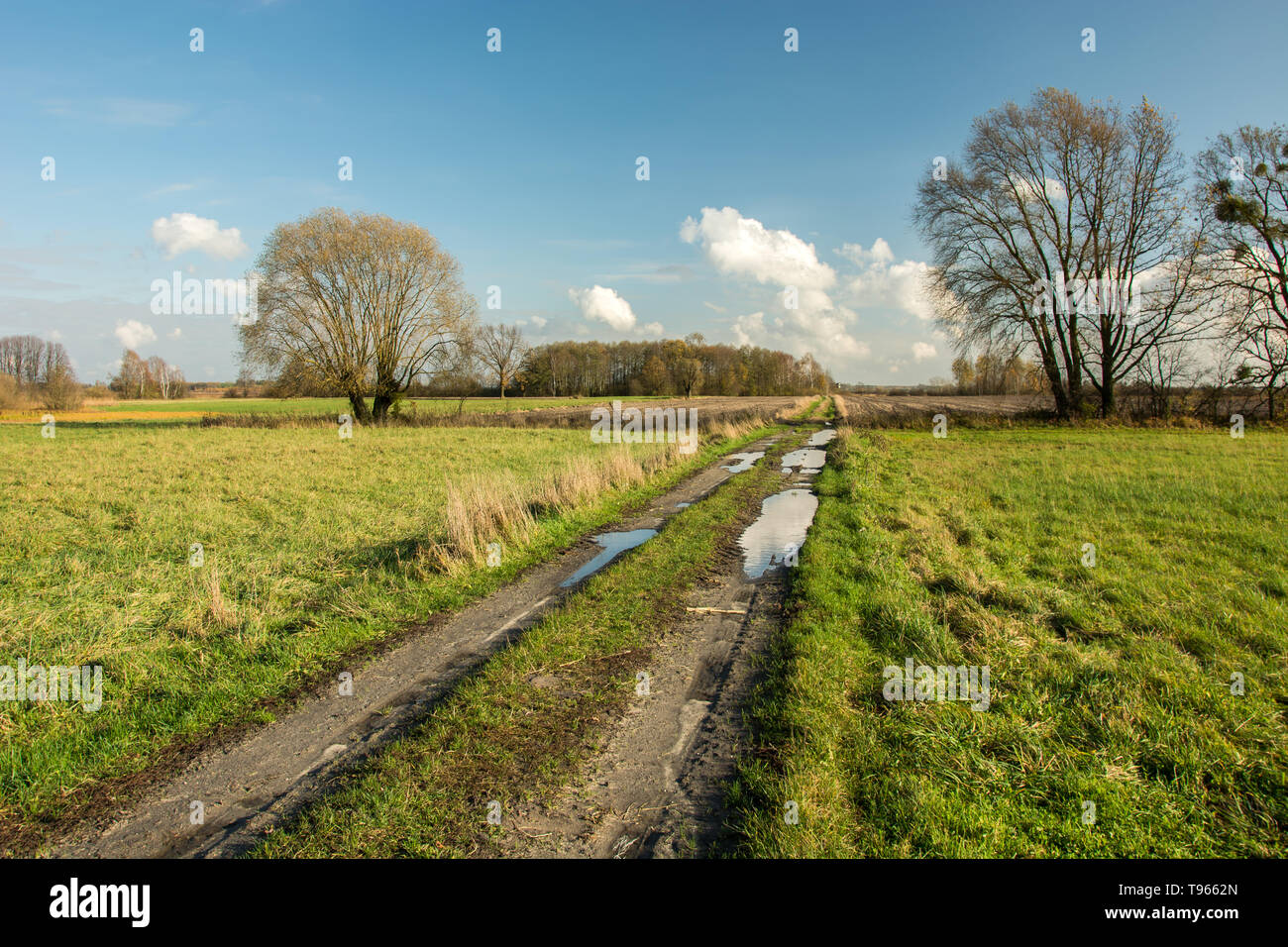 Pozze su una strada sterrata attraverso un prato, alberi senza foglie e nuvole bianche su un cielo blu Foto Stock