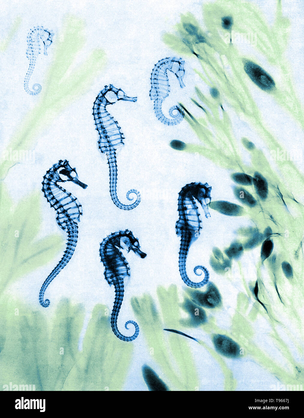 Storico x-ray dei cavallucci marini (Hippocampus sp.). Quelli che guardano cava sono stati morti per mentre e vengono essiccate. Gli altri sono appena morto ed alcuni organi interni può essere visto. Le alghe intorno i cavallucci marini è seghettato wrack (Fucus serratus) a sinistra e la vescica wrack (Fucus vesiculosus) a destra. Questo x-ray è stata realizzata da E. C. le Grice e fu pubblicato a Londra illustrato News il 12 agosto 1933. Foto Stock