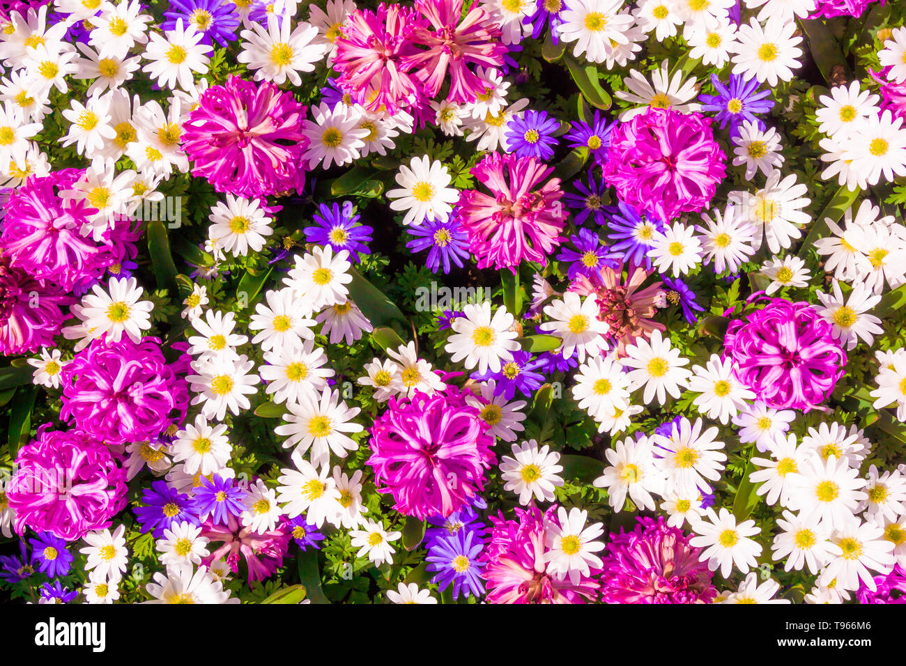 Fiori diversi. Decorate con motivi floreali sfondo a parete Foto Stock