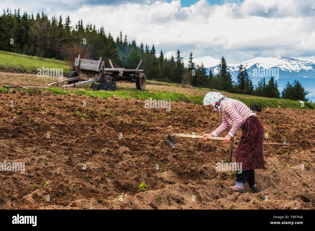 Vecchia donna ripulendo dalle erbacce da solo attraverso un campo di patate durante la giornata di caldo Foto Stock